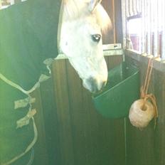 DSP bohemo geum A-PONY!