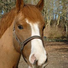 Anden særlig race Elmegårdens Sir Konrad<3 (solgt)