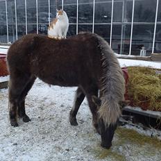 Islænder Elva fra Torupgård