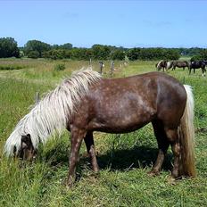 Islænder Elva fra Torupgård
