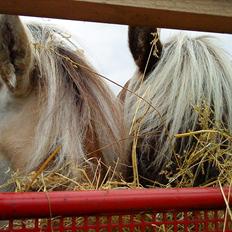Islænder Elva fra Torupgård