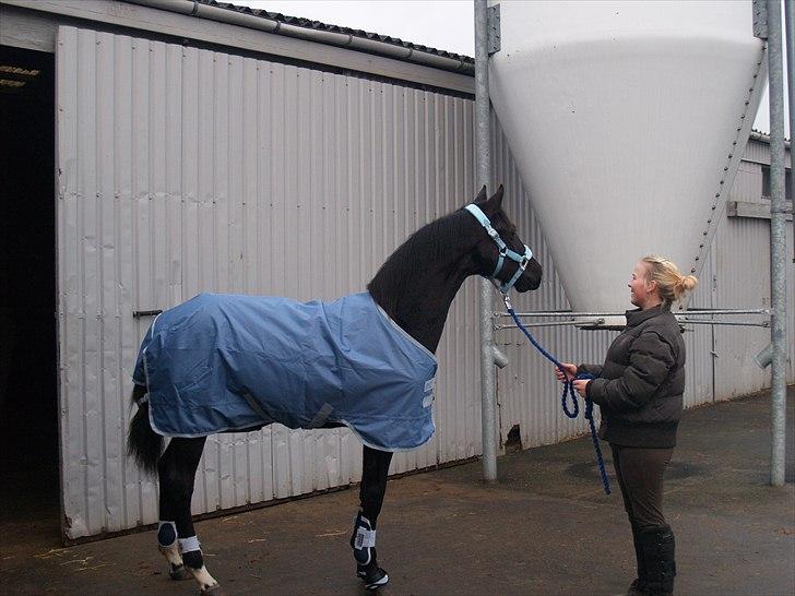 Dansk Varmblod Skovly's Lamingo - første gang med dækken og gamacher lige efter jeg har fået ham hjem :) 
han skulle jo ikke blive kold og våd :)  billede 2