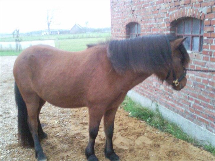 Islænder Jörfi fra Engimyri billede 8