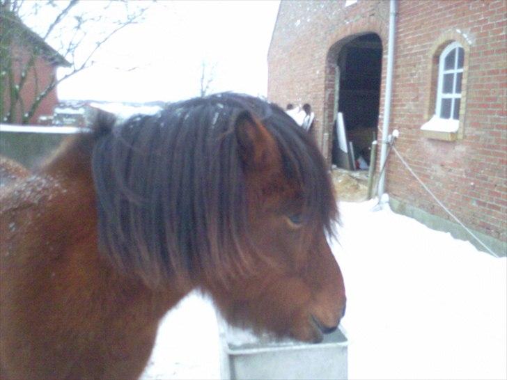 Islænder Jörfi fra Engimyri billede 9