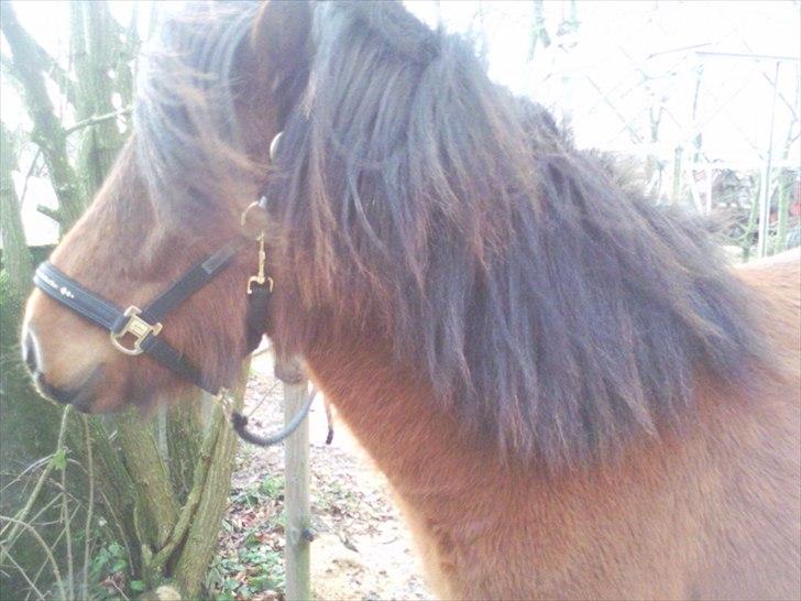 Islænder Jörfi fra Engimyri billede 10