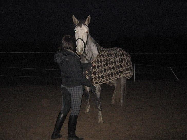 Polsk Varmblod Irys - 3 gange jeg var nede ved ham<3 billede 5