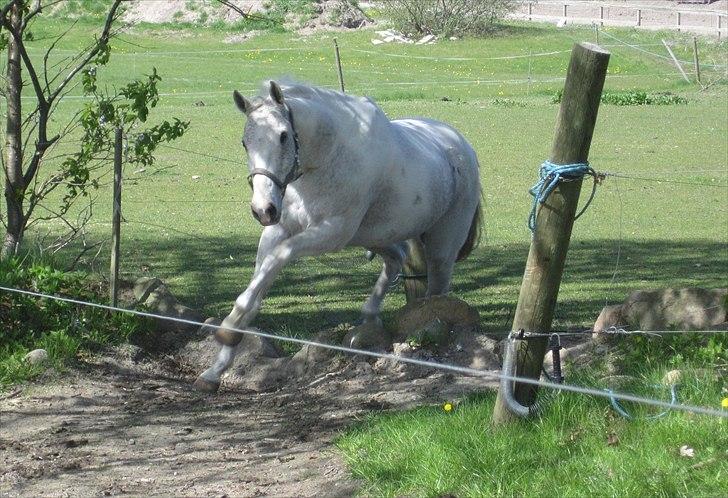 Anden særlig race JUNIQUE - 10) Junique på vej op til sommerfolden 2011! :D billede 10