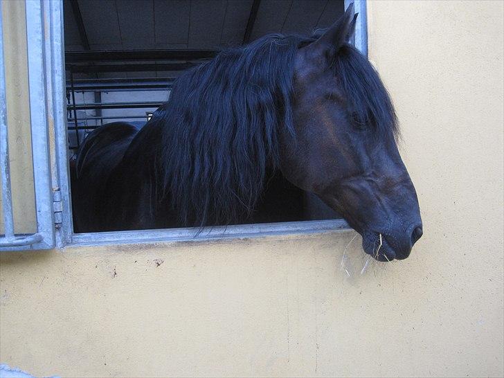 Welsh Cob (sec D) Tolstrups Kahjal - Smuksak :) Billede: Josefine billede 2