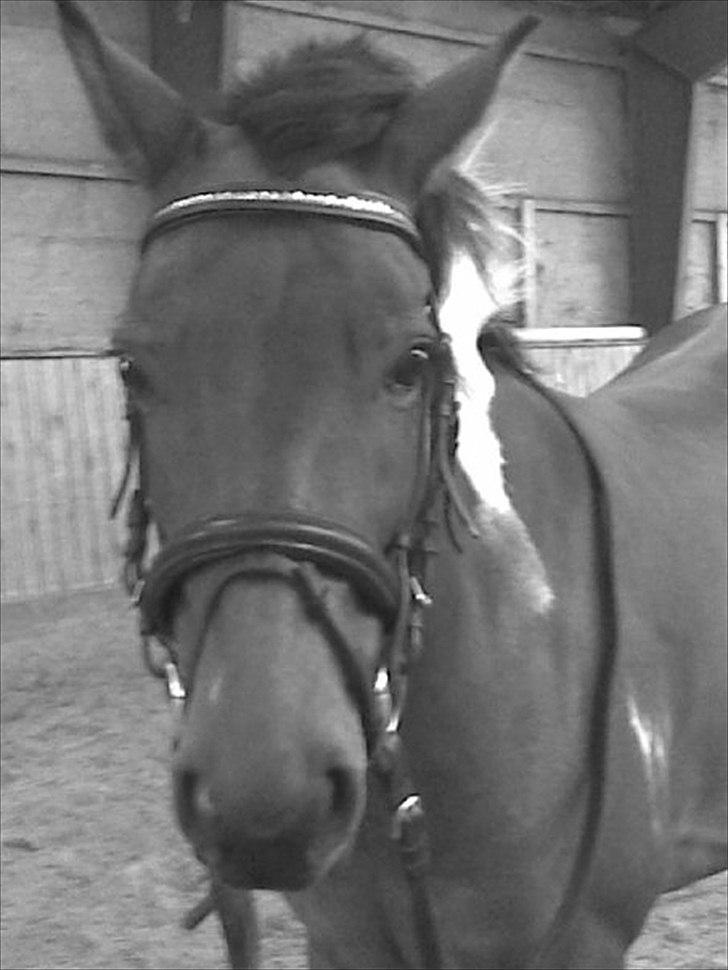 Anden særlig race LoverGirl [savnet] - Lover girl med elvis hår : D  billede 3
