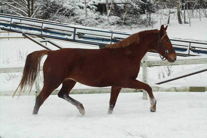 Anden særlig race Daiquiri *SOLGT* billede 1