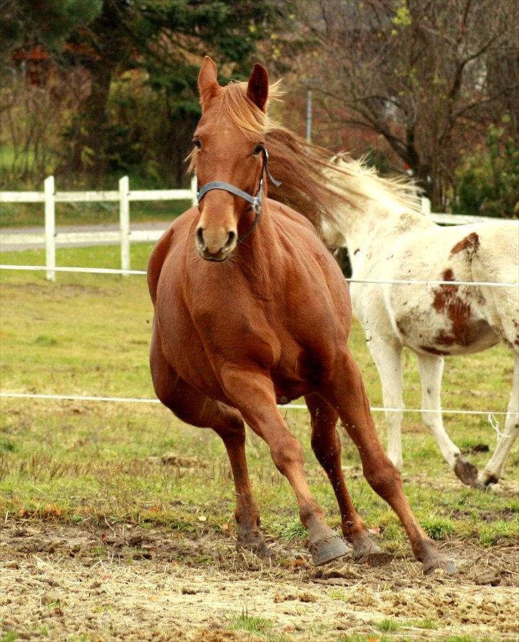 Anden særlig race Daiquiri *SOLGT* billede 2