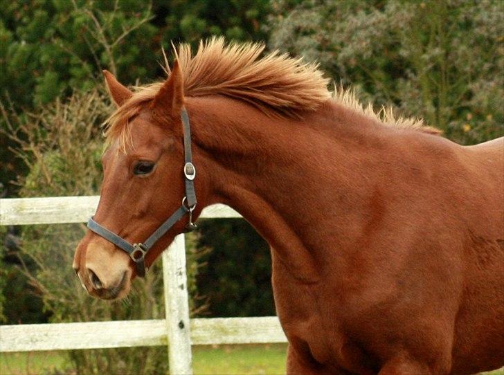 Anden særlig race Daiquiri *SOLGT* billede 3