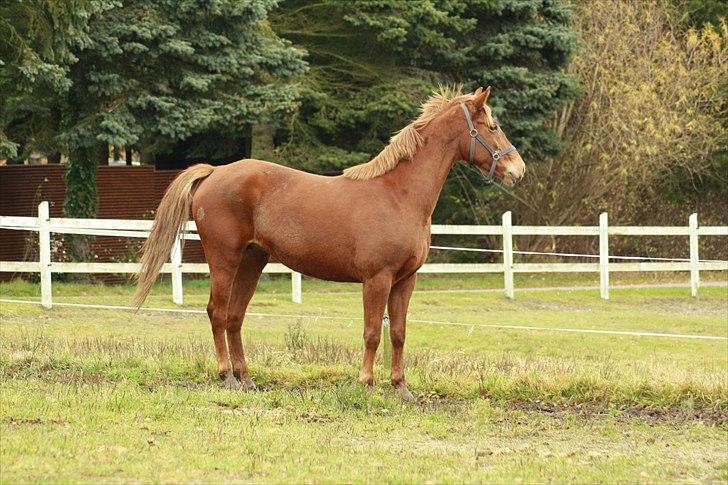 Anden særlig race Daiquiri *SOLGT* billede 4