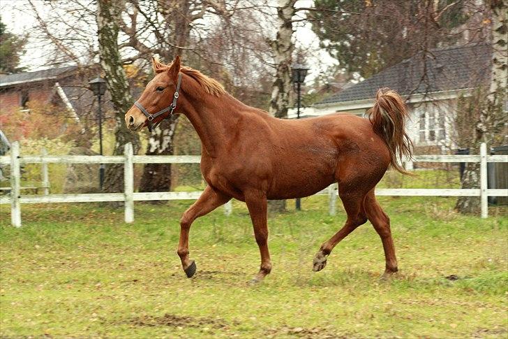 Anden særlig race Daiquiri *SOLGT* billede 5