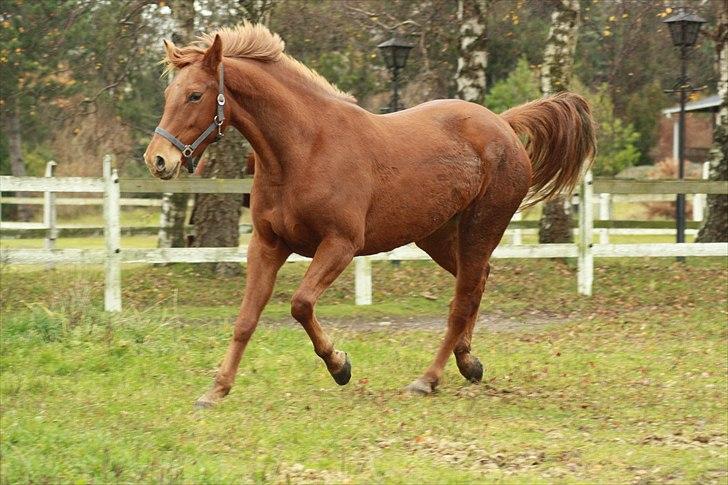 Anden særlig race Daiquiri *SOLGT* billede 7