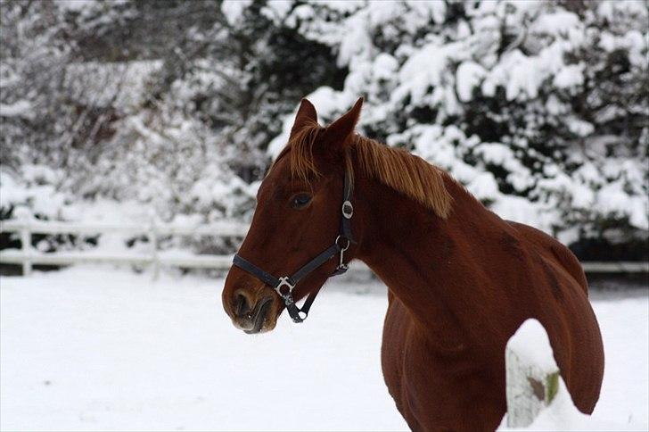 Anden særlig race Daiquiri *SOLGT* billede 8