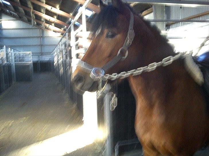 Anden særlig race Buster billede 4