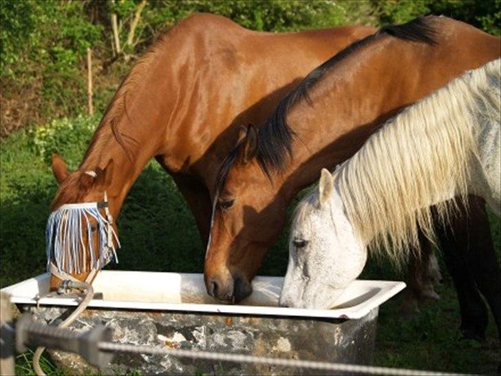 Arabisk fuldblod (OX) Pisaq O'shar solgt til Givhaab billede 17