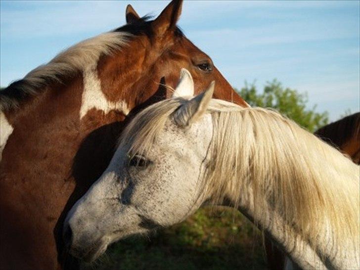 Arabisk fuldblod (OX) Pisaq O'shar solgt til Givhaab billede 19
