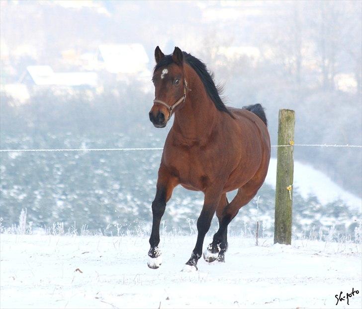 Anden særlig race Sani Cheval billede 16