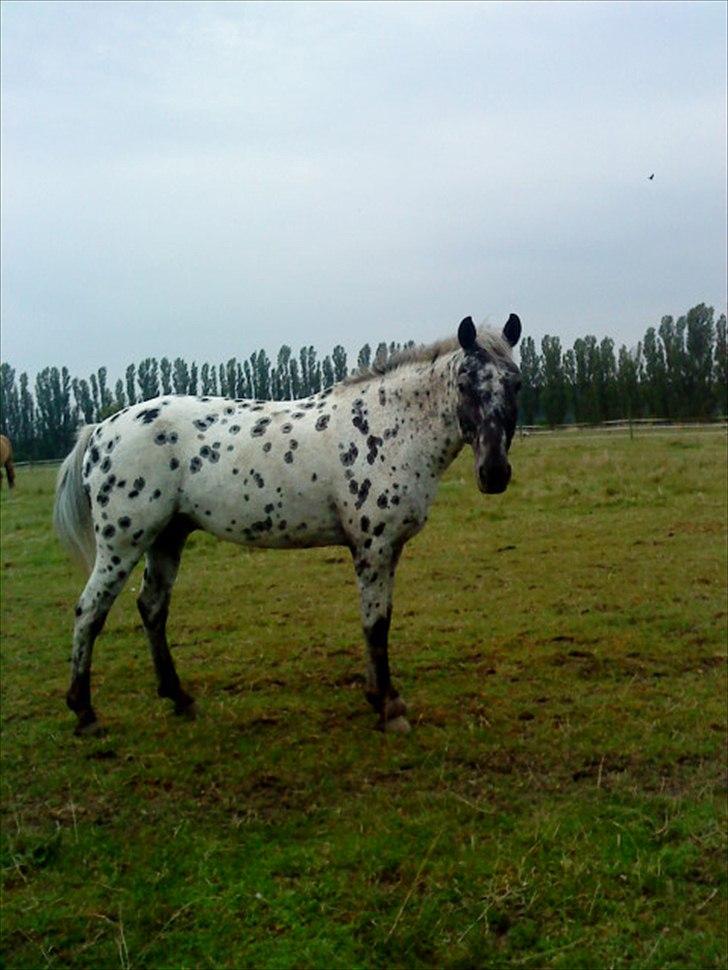 Appaloosa Night-Shift! *Pablo II* - Pabber på fold ! :* billede 6