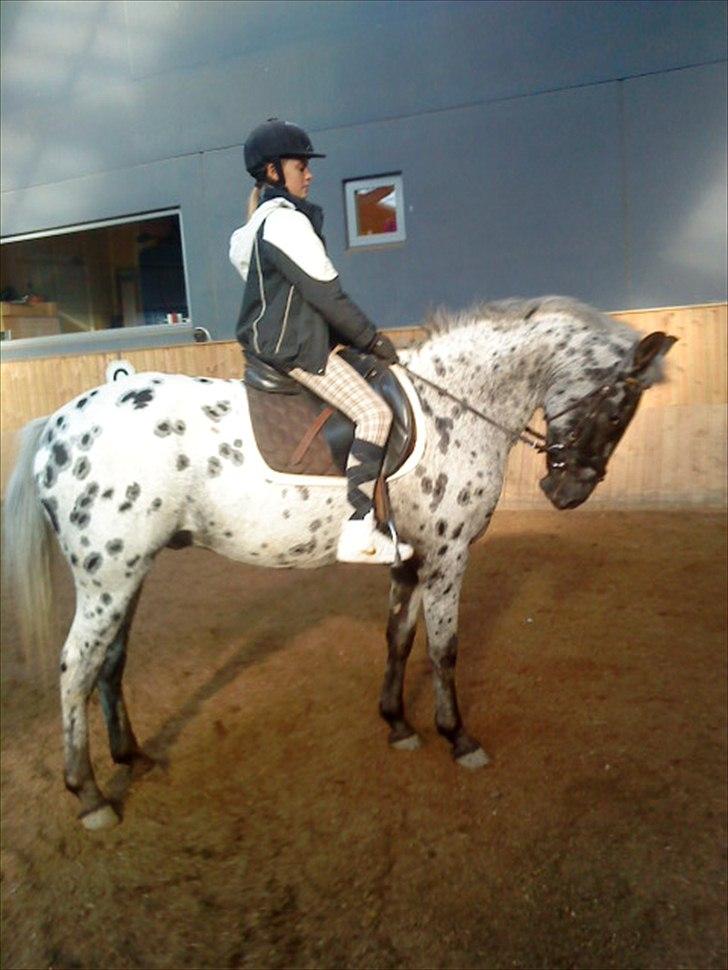 Appaloosa Night-Shift! *Pablo II* - Et lidt hurtigt billede i ridehuset! <3 billede 7