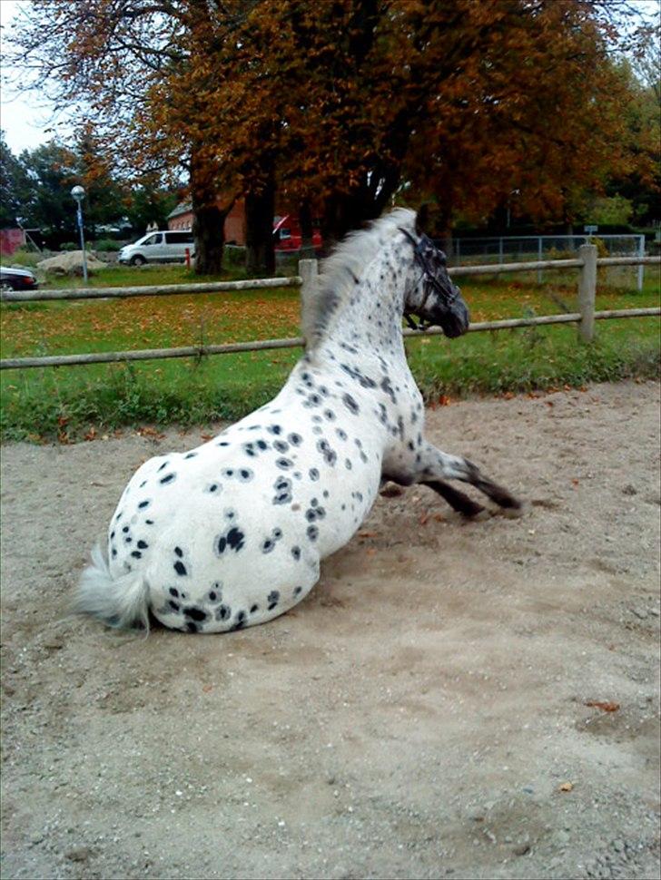 Appaloosa Night-Shift! *Pablo II* - Pabber elskeer at rulle sig! :D billede 9