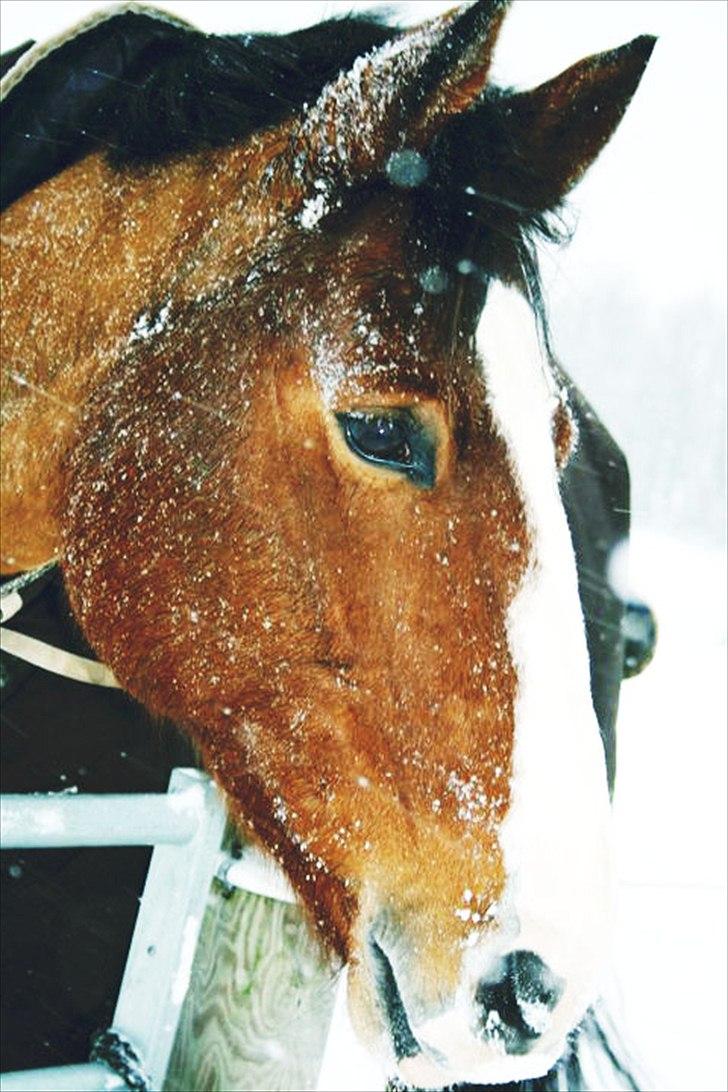 Holstener @ Schumi - Schumi billede 13