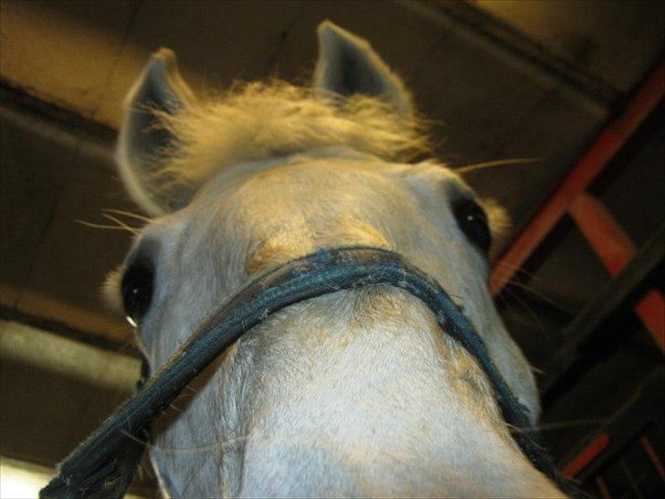 Anden særlig race Elvis Vibjerg (SOLGT) - Tak for kikke læg en bedømmelse og en kommenatr :D billede 16