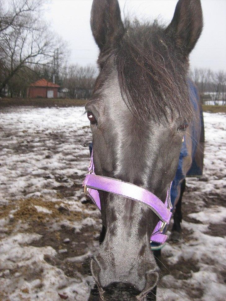 Traver BG Hannah (Tidl. part) - folden billede 9