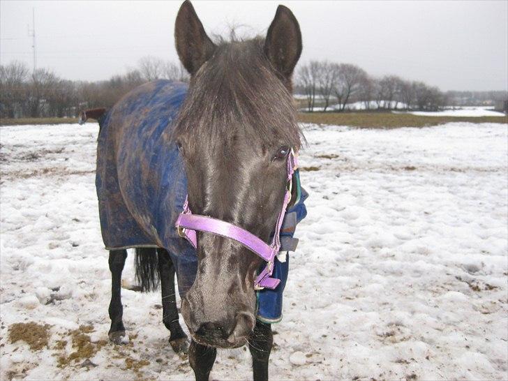 Traver BG Hannah (Tidl. part) - folden billede 10