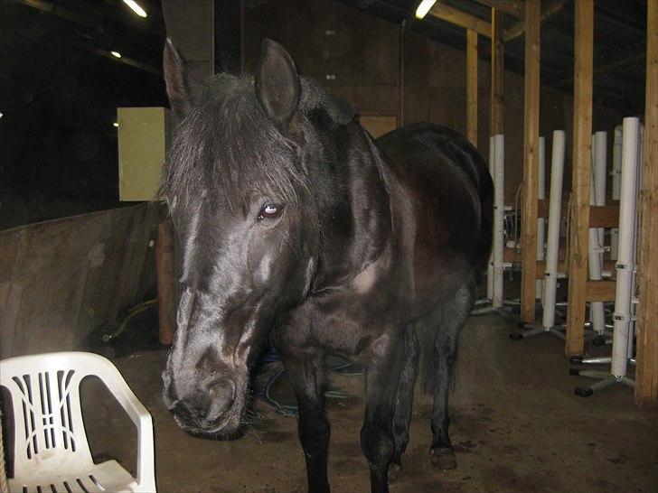 Traver BG Hannah (Tidl. part) - det kaldes grundigt strilning! :) billede 11