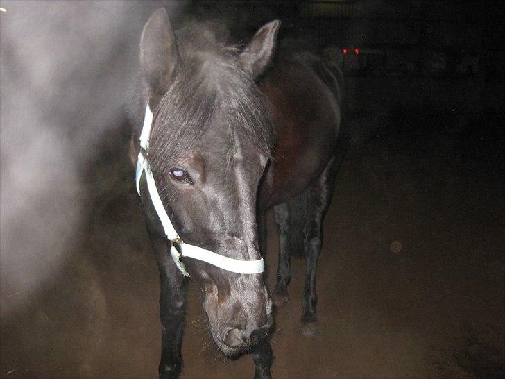 Traver BG Hannah (Tidl. part) - gå tur i hallen billede 12