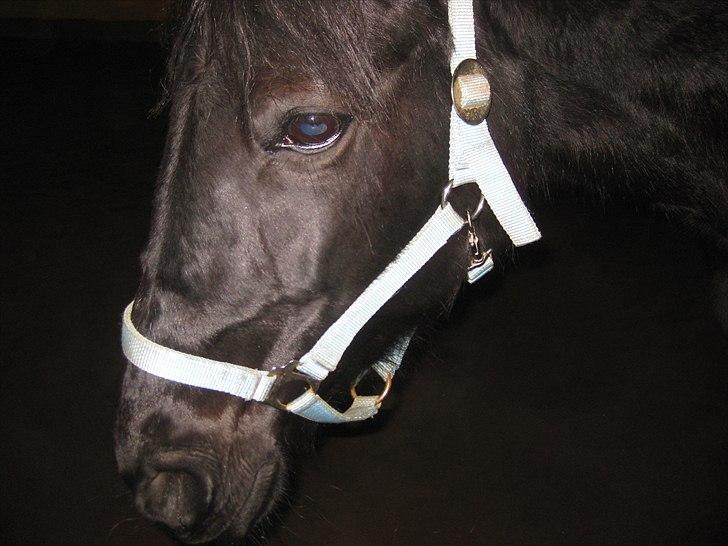 Traver BG Hannah (Tidl. part) - det samme billede 13