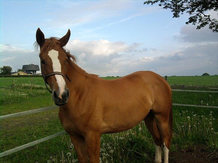 Dansk Varmblod Stenhedegårds Mona Lisa - fra sommeren 2010. billede 15