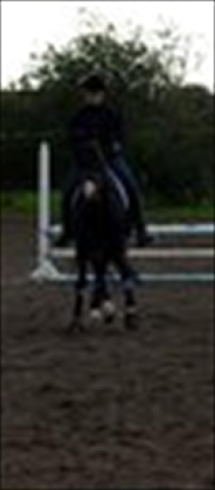 Hollandsk Varmblod Vivaldi billede 16