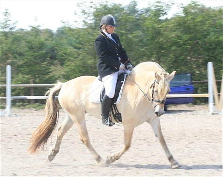 Fjordhest Mosegårdens cirkeline billede 2