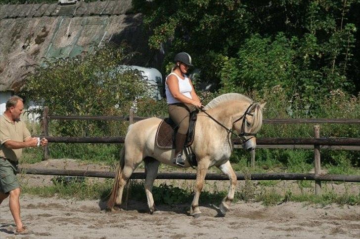 Fjordhest Mosegårdens cirkeline billede 6