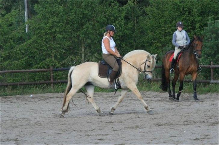 Fjordhest Mosegårdens cirkeline billede 7