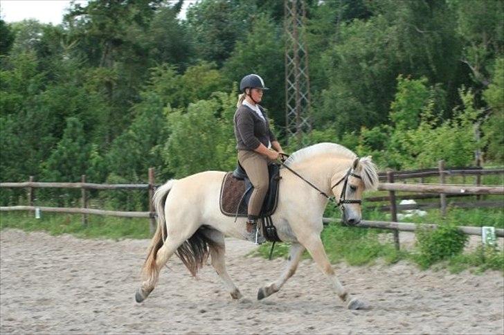 Fjordhest Mosegårdens cirkeline billede 9
