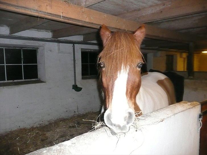Pinto Cherié - hun er blevet lidt sur af at stå boks i 1 måned :d billede 2