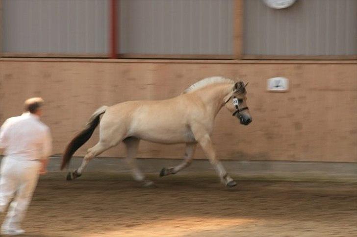 Fjordhest Mosegårdens cirkeline billede 11