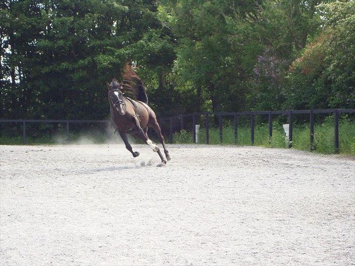 Dansk Varmblod Passoa Ace billede 11