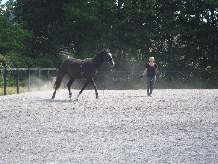 Dansk Varmblod Passoa Ace billede 12