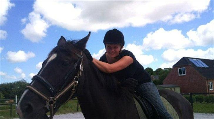 Dansk Varmblod Passoa Ace billede 13