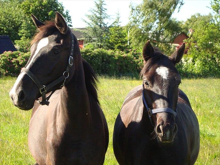 Dansk Varmblod Passoa Ace billede 14