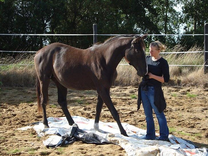 Dansk Varmblod Passoa Ace billede 15