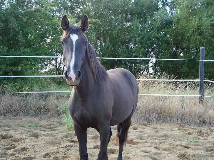 Dansk Varmblod Passoa Ace billede 16