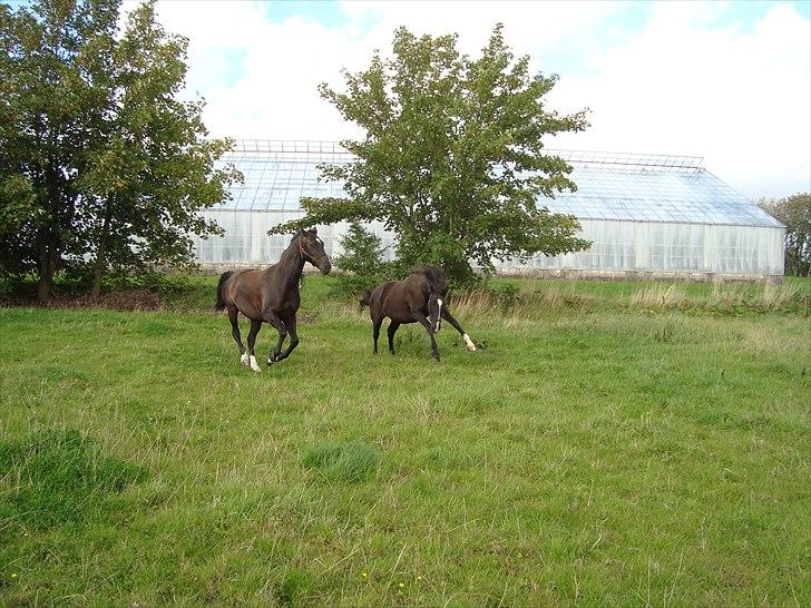 Dansk Varmblod Passoa Ace billede 17