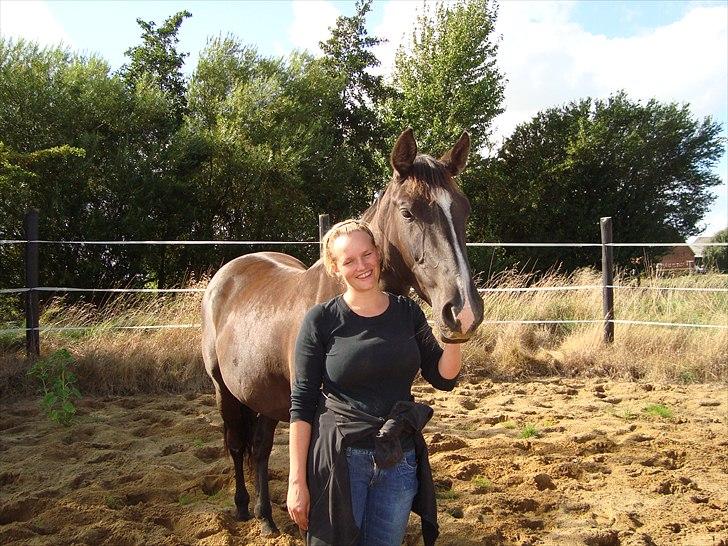 Dansk Varmblod Passoa Ace billede 18